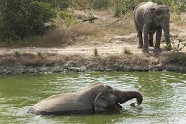 Wild Life Friends Thailand