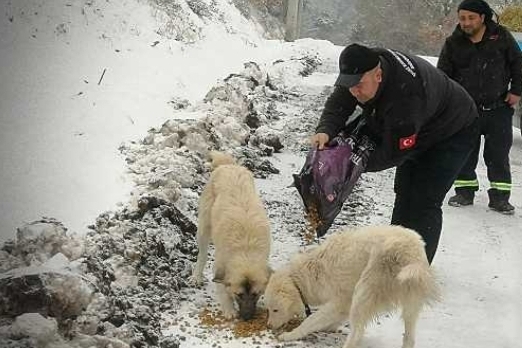 Stichting Dierennood