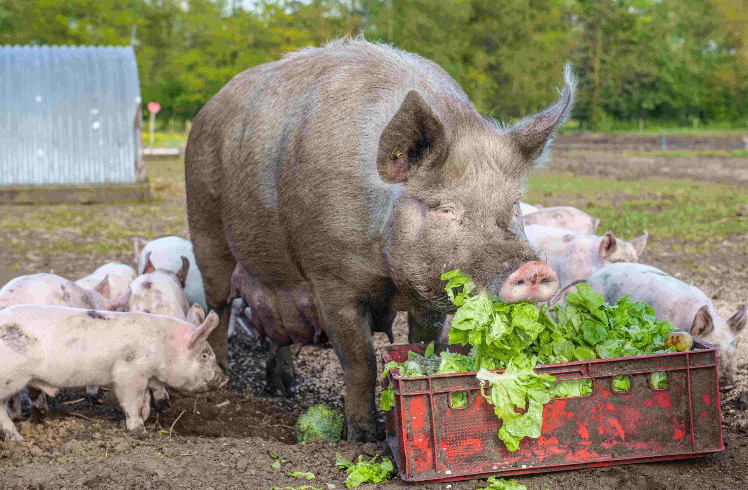 Zeug met biggen en eten-min mijn